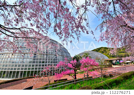 《愛知県》春の名古屋市東谷山フルーツパークの枝垂れ桜 112276271