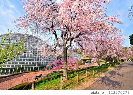 《愛知県》春の名古屋市東谷山フルーツパークの枝垂れ桜 112276272
