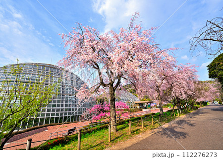 《愛知県》春の名古屋市東谷山フルーツパークの枝垂れ桜 《愛知県》春の名古屋市東谷山フルーツパークの枝垂れ桜 112276273