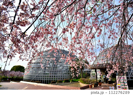 《愛知県》春の名古屋市東谷山フルーツパークの枝垂れ桜 112276289