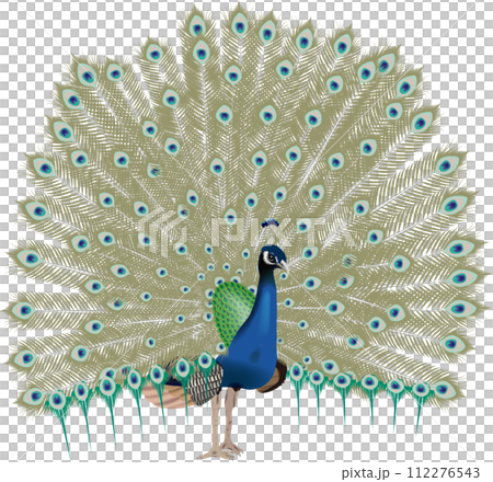Peacock with emphasis on realism 112276543