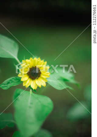 小さなひまわり 112276661