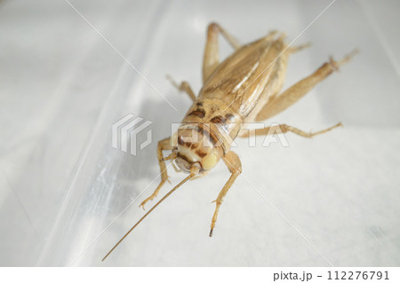 アルビノのヨーロッパイエコオロギ 112276791