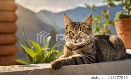 屋外で寛ぐ猫 112277056