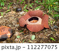 東マレーシアの大きな花ラフレシア 112277075