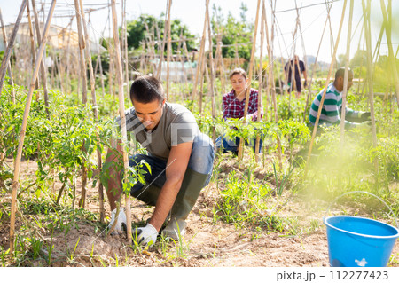 Gardener with bamboo stick working with seedlings 112277423