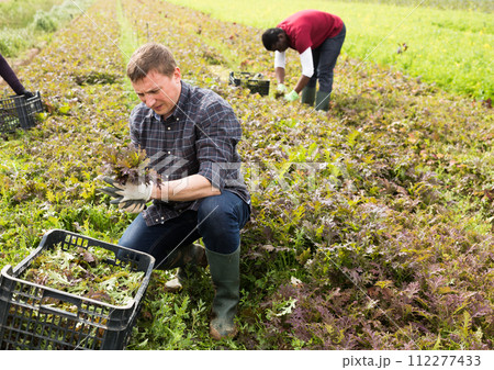 Farmer harvesting red mizuna Farmer harvesting red mizuna 112277433