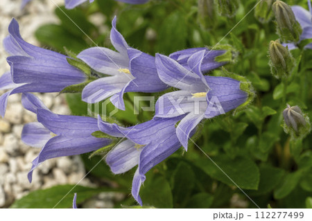 青紫の花弁の縁に毛が生えているチシマギキョウ 112277499