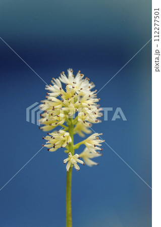 雄蕊の葯が紫色のアポイゼキショウの花・クローズアップ 雄蕊の葯が紫色のアポイゼキショウの花・クローズアップ 112277501