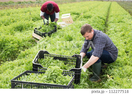 Farmer harvesting mizuna 112277518