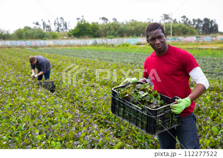 African american carrying box with gathered red mustard greens 112277522