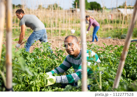 Hired worker collects insect pests from potato sprouts Hired worker collects insect pests from potato sprouts 112277528