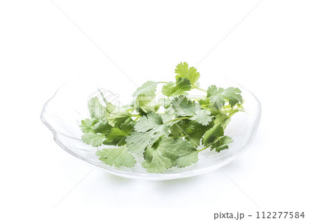 新鮮なパクチー 緑黄色野菜 緑のハーブ 穫れたて野菜 健康野菜 コリアンダー シャンツァイ 新鮮なパクチー 緑黄色野菜 緑のハーブ 穫れたて野菜 健康野菜 コリアンダー シャンツァイ 112277584