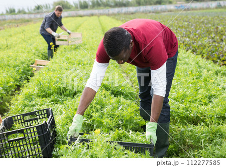 African American worker harvesting mizuna 112277585