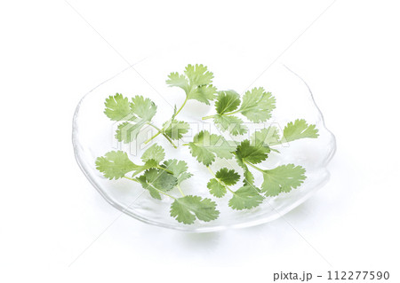 新鮮なパクチー 緑黄色野菜 緑のハーブ 穫れたて野菜 健康野菜 コリアンダー シャンツァイ 新鮮なパクチー 緑黄色野菜 緑のハーブ 穫れたて野菜 健康野菜 コリアンダー シャンツァイ 112277590