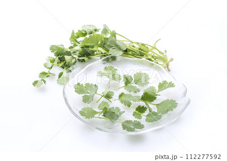 新鮮なパクチー　緑黄色野菜　緑のハーブ　穫れたて野菜　健康野菜　コリアンダー　シャンツァイ　 112277592