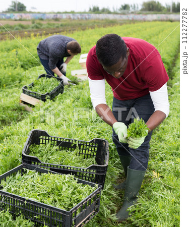Team of workers harvests green mizuna on the field 112277782