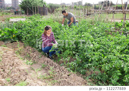 Farmers collect insects from potato leaves 112277889