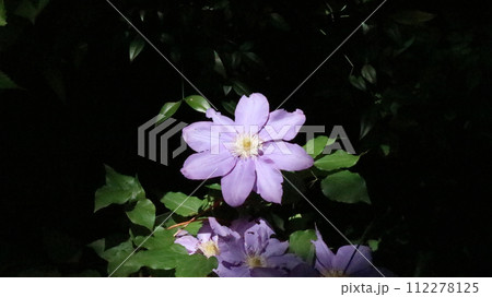暗いなかに浮かび上がる薄紫のクレマチスの花 暗いなかに浮かび上がる薄紫のクレマチスの花 112278125