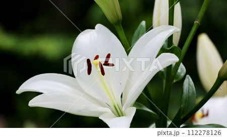 濃緑のぼかし背景に白いユリの花 112278126
