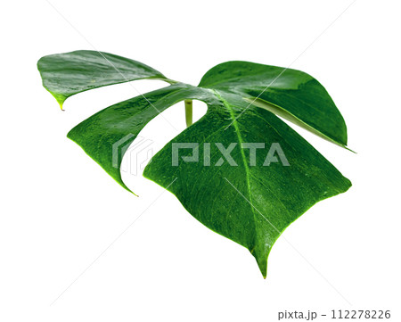 Green leaves pattern ,leaf monstera with water drop isolated Green leaves pattern ,leaf monstera with water drop isolated 112278226
