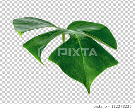 Green leaves pattern ,leaf monstera with water drop isolated Green leaves pattern ,leaf monstera with water drop isolated 112278226
