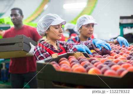 Latino women sorting peaches at fruit storage Latino women sorting peaches at fruit storage 112278322
