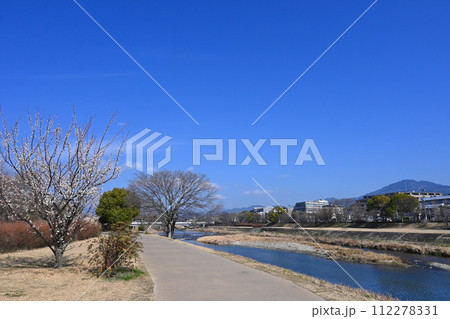 梅の花咲く早春の京都市上京区 鴨川遊歩道 112278331