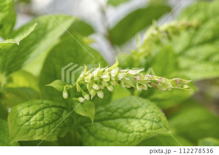 白い花をつけるナガボソナツハゼの蕾 112278536
