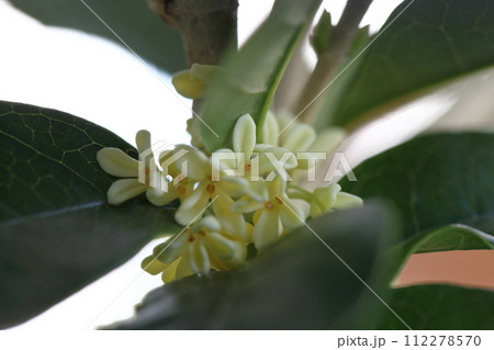 ギンモクセイの花 ギンモクセイの花 112278570