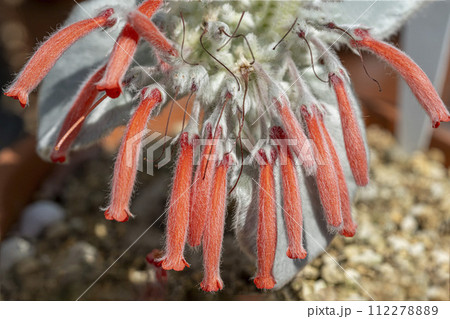 断崖の女王と映画の題名の様な名前を持つ赤い筒状の花を咲かせるシンニンギア レウコトリガ 112278889
