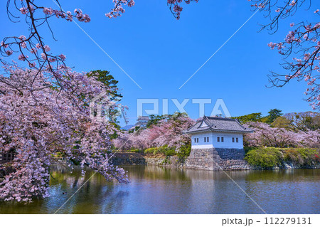 桜咲く神奈川県小田原市の小田原城二の丸隅櫓越しに天守閣を見る 桜咲く神奈川県小田原市の小田原城二の丸隅櫓越しに天守閣を見る 112279131