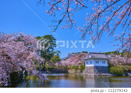 桜咲く神奈川県小田原市の小田原城二の丸隅櫓越しに天守閣を見る 桜咲く神奈川県小田原市の小田原城二の丸隅櫓越しに天守閣を見る 112279142