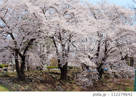 東御運動公園の桜 信州の風景 東御運動公園の桜 信州の風景 112279642