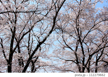 東御運動公園の桜 信州の風景 東御運動公園の桜 信州の風景 112279662