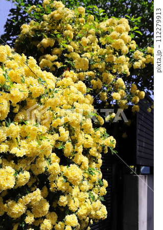 黄色い木香薔薇の花 112279913