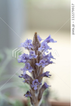 寄生植物ハマウツボの薄紫色の花・クローズアップ 112279917