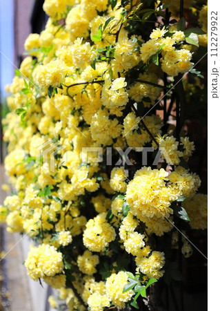 黄色い木香薔薇の花 黄色い木香薔薇の花 112279922