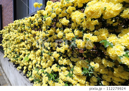 黄色い木香薔薇の花 112279924