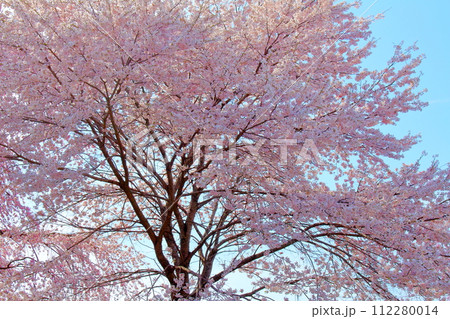 長和町の桜 信州の風景 長和町の桜 信州の風景 112280014