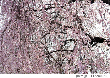 長和町の桜 信州の風景 長和町の桜 信州の風景 112280030