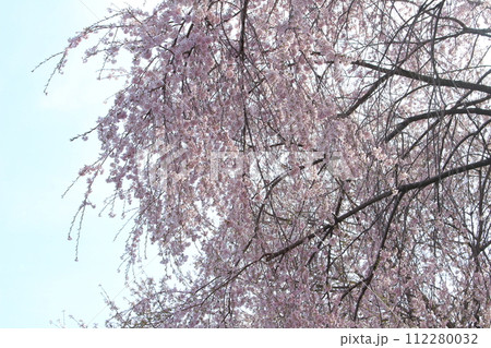 長和町の桜　　　信州の風景 112280032