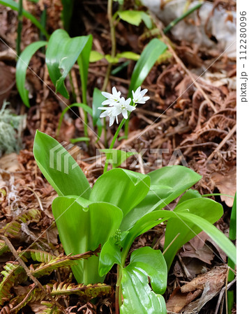 北海道函館市南かやべ早春のツバメオモト 112280096