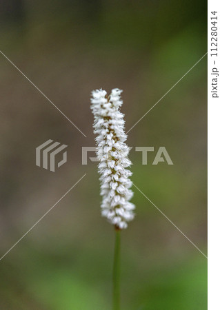 高原では花穂の背が高く、目立ちやすいイブキトラノオの花・クローズアップ 高原では花穂の背が高く、目立ちやすいイブキトラノオの花・クローズアップ 112280414