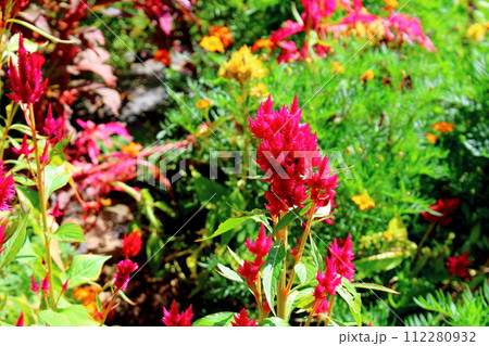 独鈷山麓の花々 信州の風景 独鈷山麓の花々 信州の風景 112280932
