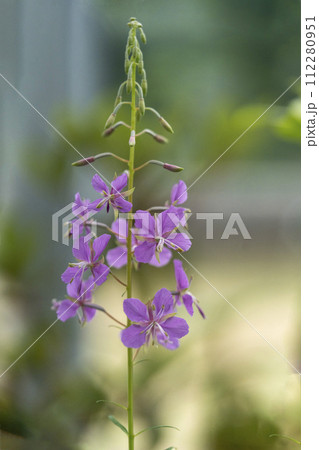 柳のような葉とランに似た薄紫色の花をつけるヤナギラン 柳のような葉とランに似た薄紫色の花をつけるヤナギラン 112280951