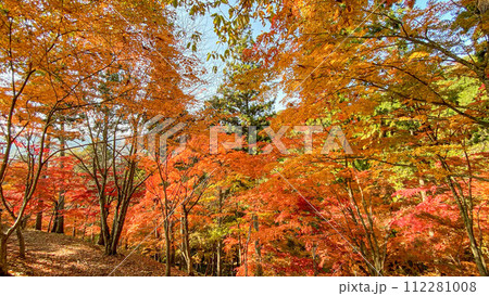 兵庫県 宍粟市 最上山公園 もみじ山 兵庫県 宍粟市 最上山公園 もみじ山 112281008
