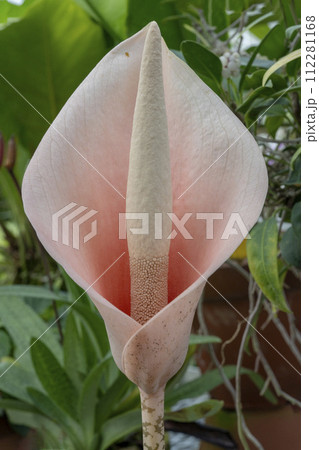 ピンク色の花をつけるコンニャクの仲間アモルフォファルス ブルビフェル 112281168