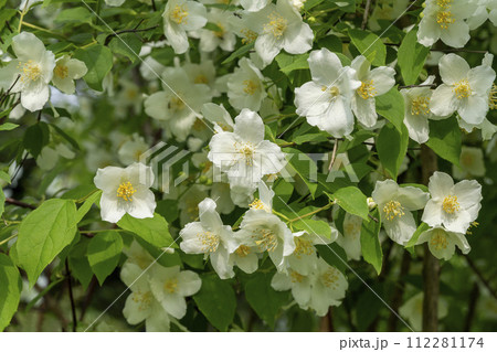 梅の花に似ていることに由来するバイカウツギの白い花 梅の花に似ていることに由来するバイカウツギの白い花 112281174