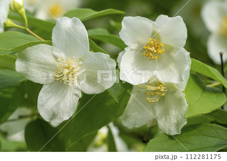 梅の花に似ていることに由来するバイカウツギの白い花 112281175